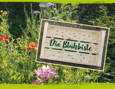 DieBluehkiste-Flyer-DINa5-032020-02.cdr